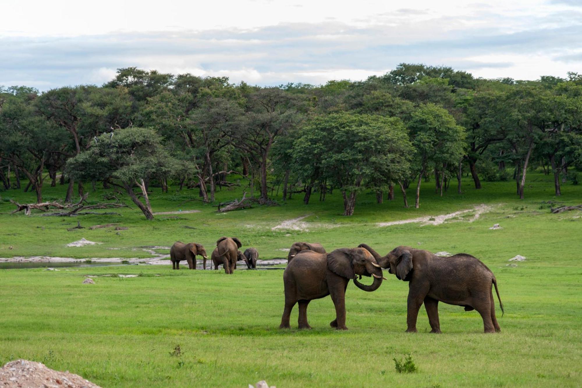 Dete Hwange Safari Lodge מראה חיצוני תמונה